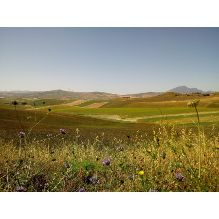 Sicilian Wildflower Honey